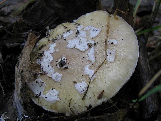 Amanita gemmata