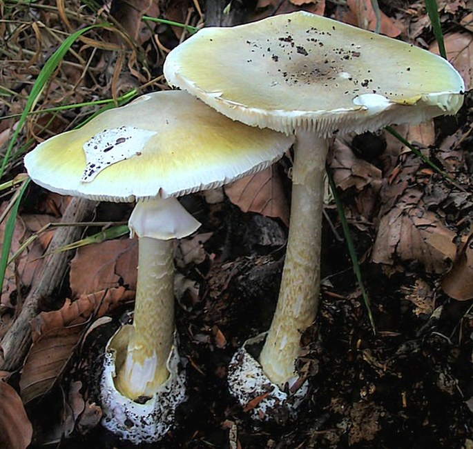 Amanita phalloides