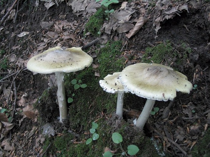 Amanita phalloides