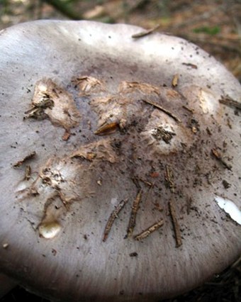 Amanita porphyria