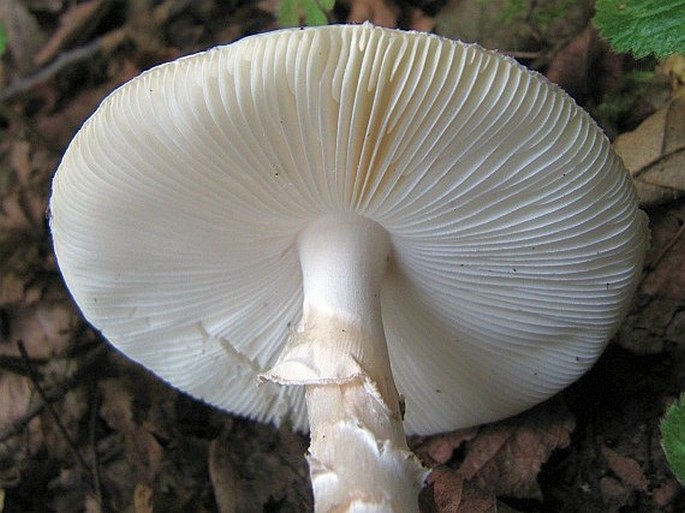 Amanita virosa