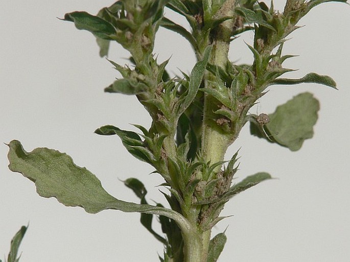 Amaranthus albus