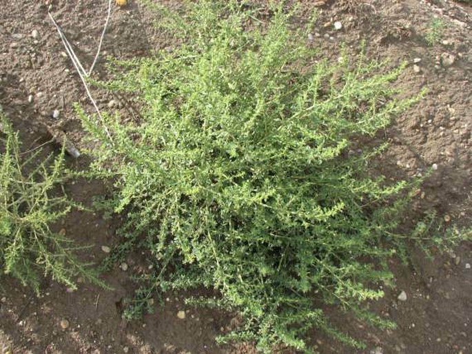 Amaranthus albus