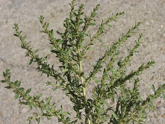 AMARANTHUS ALBUS L. – laskavec bílý / láskavec biely