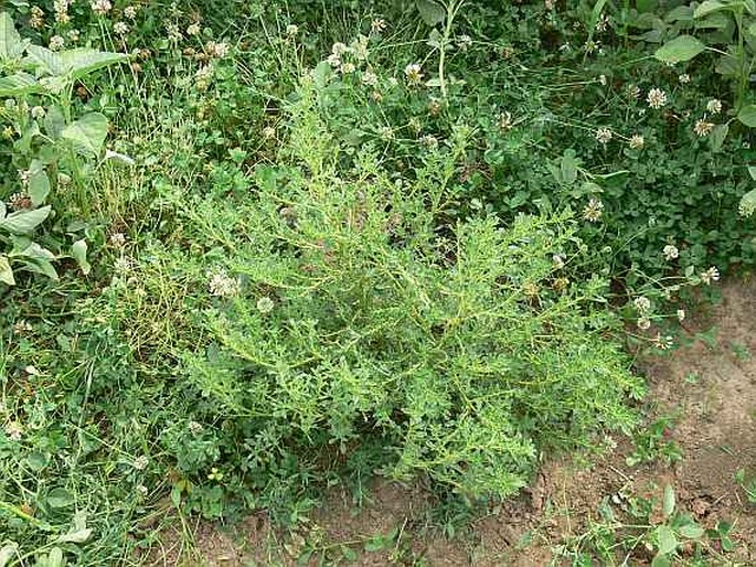 Amaranthus albus