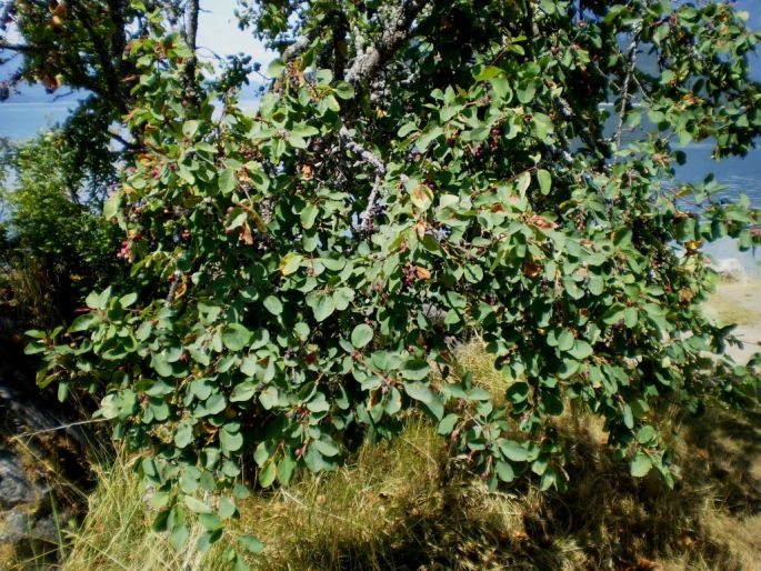 Amelanchier alnifolia