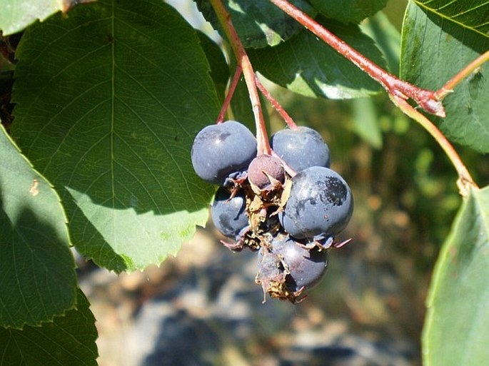 Amelanchier alnifolia