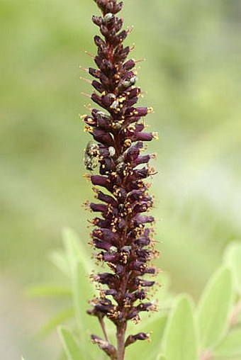 Amorpha fruticosa