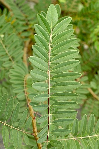 Amorpha fruticosa