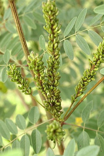 Amorpha fruticosa