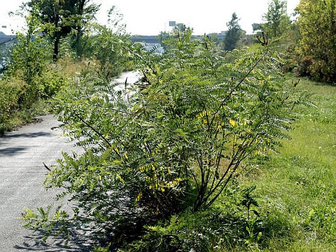 Amorpha fruticosa