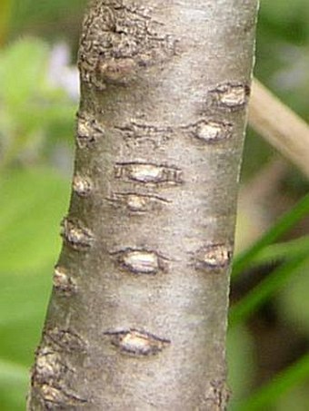 Prunus tenella