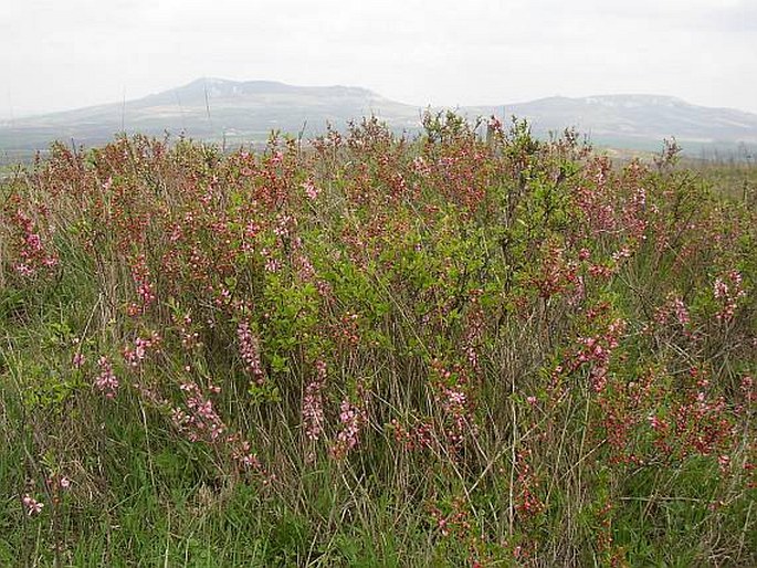 Prunus tenella