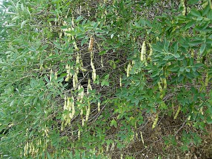 Anagyris foetida