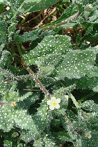 Anchusa aegyptiaca