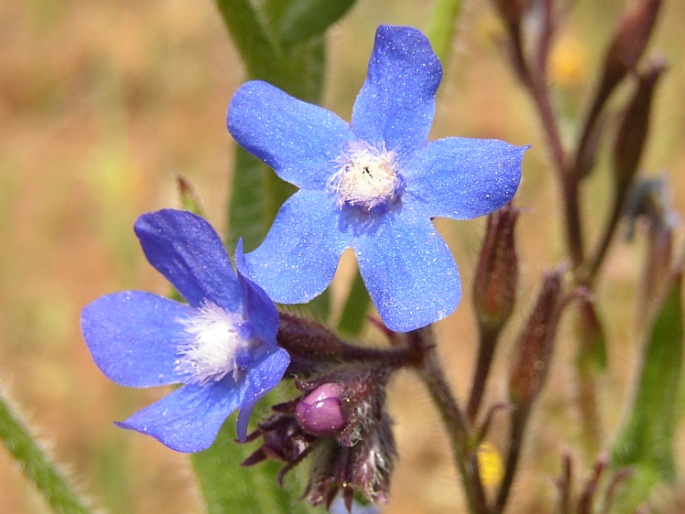 Anchusa azurea