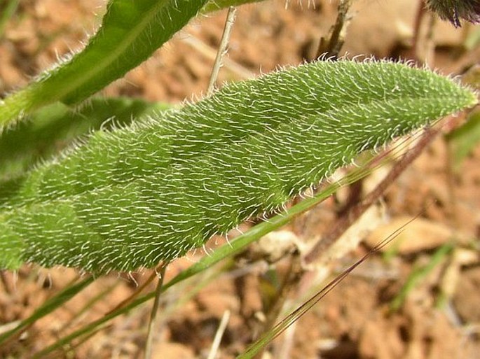 Anchusa azurea