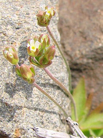 Androsace elongata