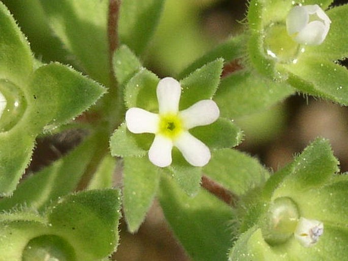 ANDROSACE MAXIMA L. – pochybek největší / pochybok najväčší