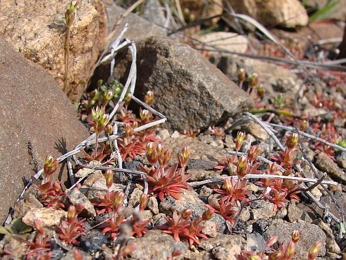 Androsace elongata