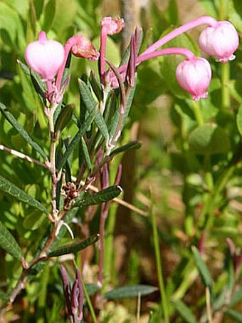 Andromeda polifolia