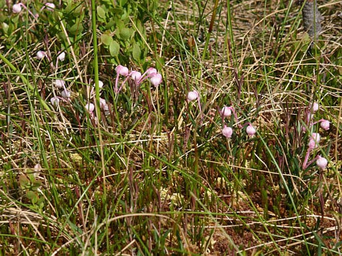 Andromeda polifolia