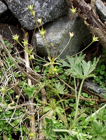 Androsace elongata