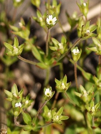 Androsace elongata