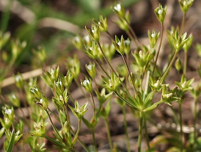 ANDROSACE ELONGATA L. – pochybek prodloužený / pochybok dlhostopkatý