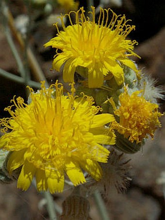 Andryala pinnatifida subsp. teydensis