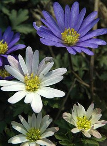 Anemone blanda