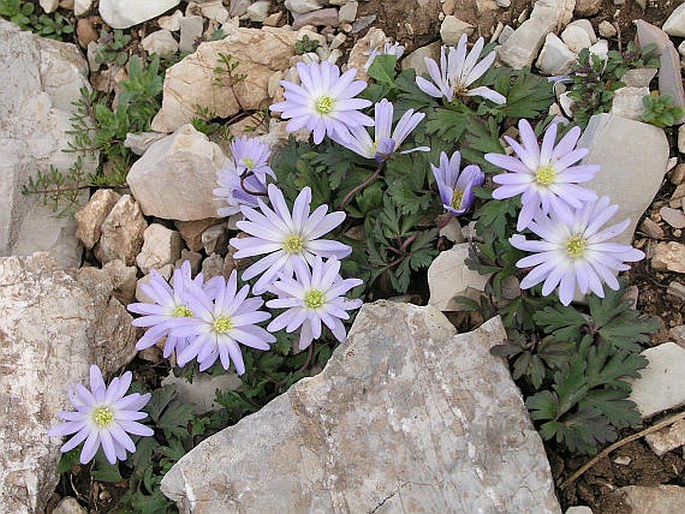 ANEMONE BLANDA Schott et Kotschy - sasanka vábná / veternica pôvabná