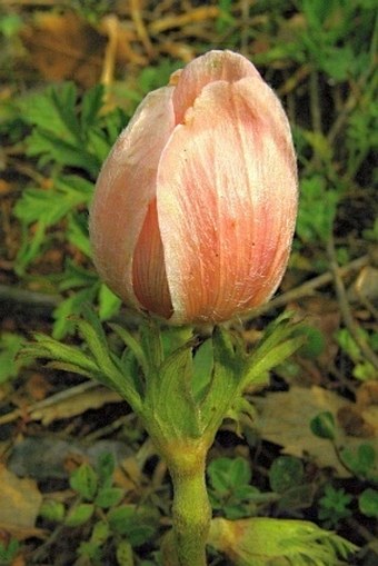 Anemone coronaria