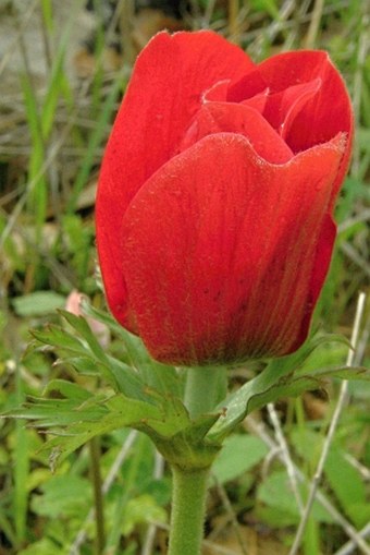 Anemone coronaria