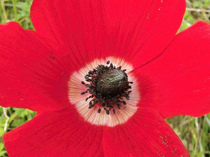 ANEMONE CORONARIA L. - sasanka proměnlivá / veternica