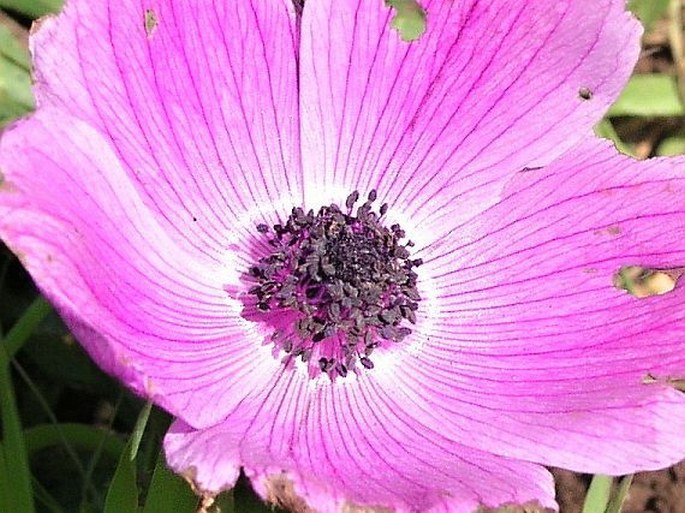 Anemone coronaria