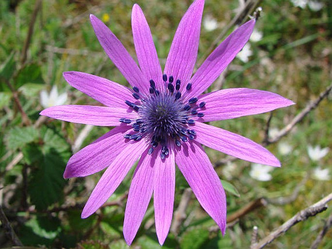 Anemone hortensis