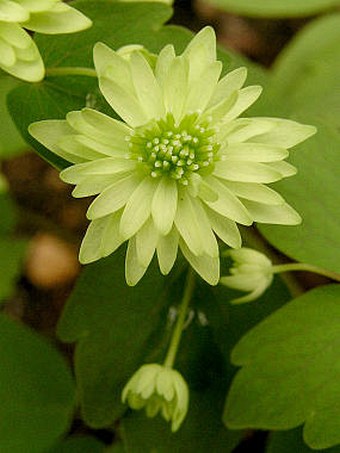 Anemonella thalictroides