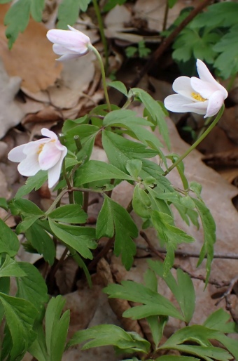 Anemone nemorosa