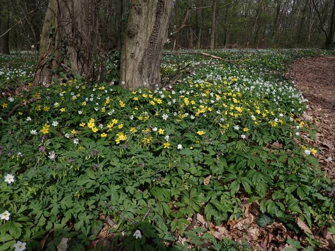 Anemone ranunculoides