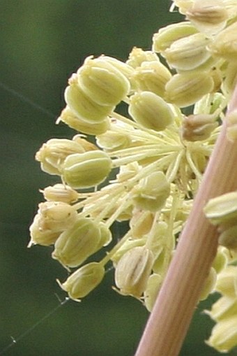 Angelica archangelica subsp. litoralis