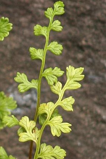 Anogramma leptophylla