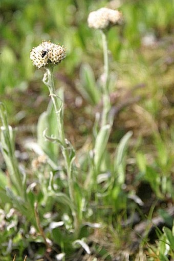 Antennaria carpatica subsp. carpatica