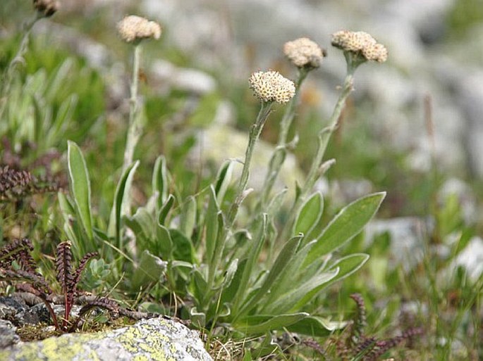 Antennaria carpatica subsp. carpatica