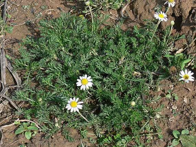 Anthemis arvensis