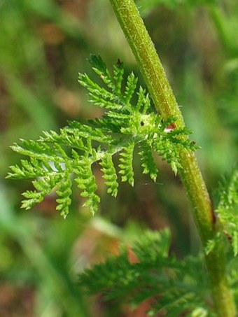 Anthemis austriaca