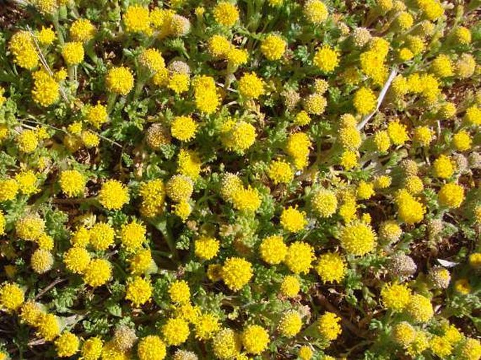 Anthemis rigida