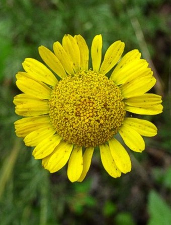 Anthemis tinctoria