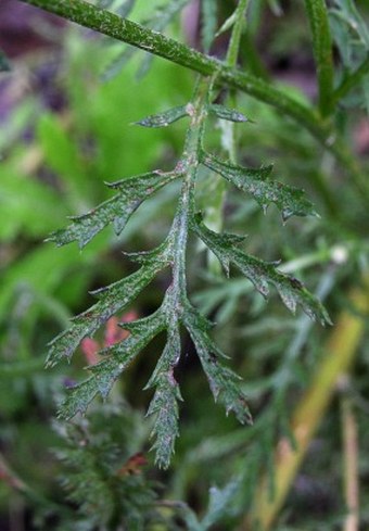 Anthemis tinctoria