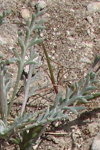 Anthemis tricolor